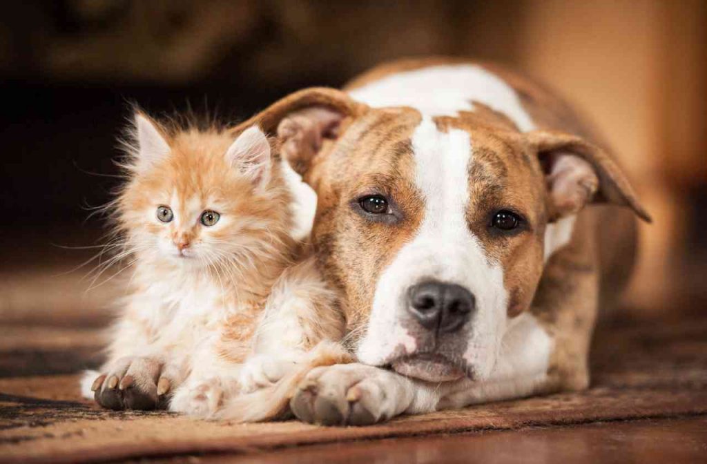 Cane e gatto - Avvisatore.it